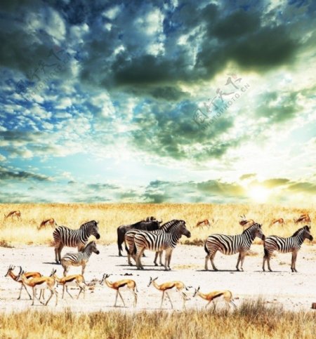 草原上的斑马和羚羊图片