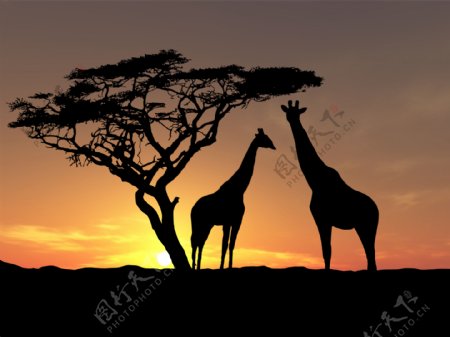 长颈鹿夕阳图片