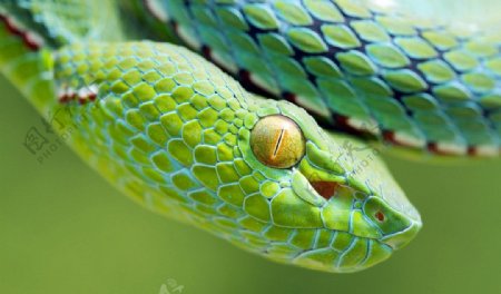 蟒蛇图片