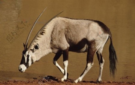 藏羚羊高清图片
