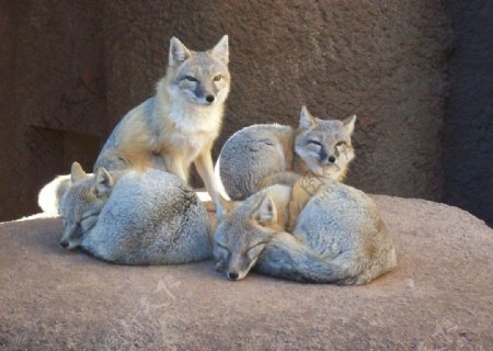 四只狐狸图片