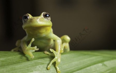 青蛙高清图片