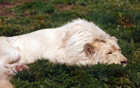 狮子的休息图片