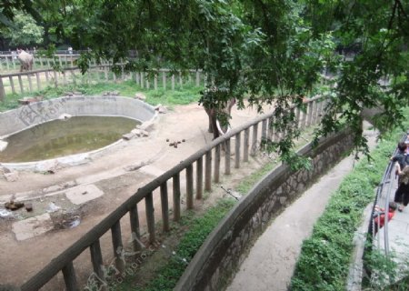 杭州动物园的大象图片