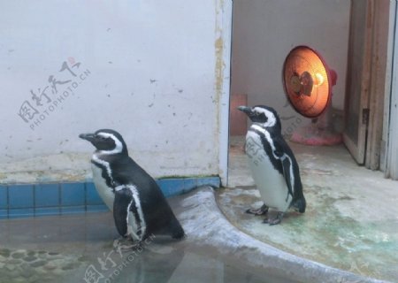 企鹅非高清图片