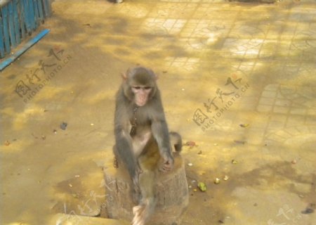 北戴河野生动物园的小猴图片