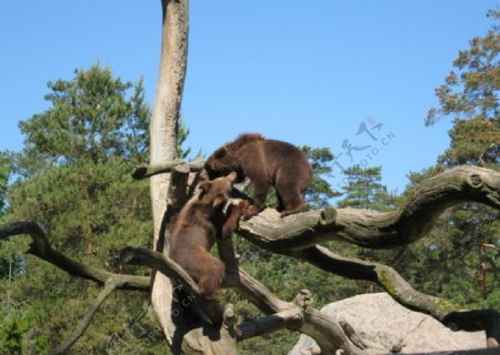 瑞典动物园的棕熊图片