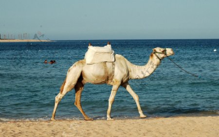 海边的骆驼图片