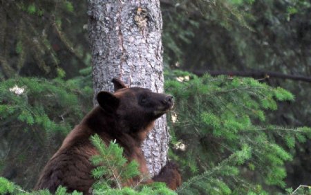 正在爬树的黑熊图片