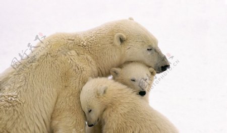 北极熊动物世界图片