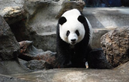 山水间的大熊猫图片