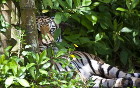 濒临灭绝马来亚虎图片
