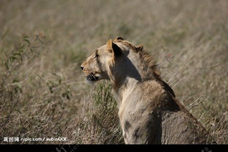 狮子母狮草原非洲图片