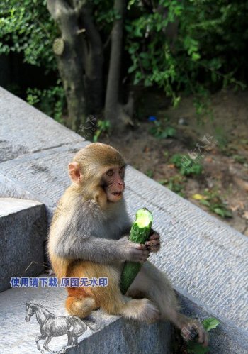猴子吃黄瓜图片