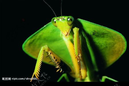 绿螳螂图片