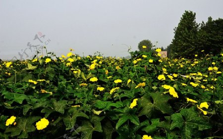 丝瓜花黄图片