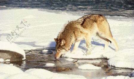 饮水中的狼图片