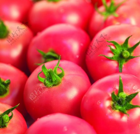 番茄背景图片
