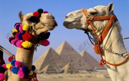 马和骆驼图片
