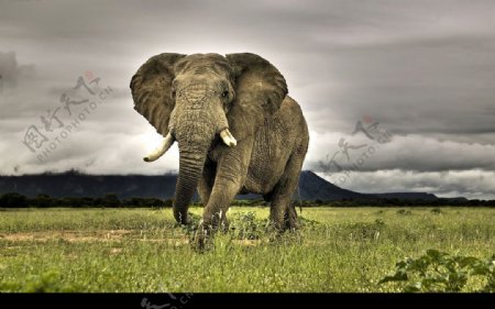 濒临灭绝的亚洲象图片
