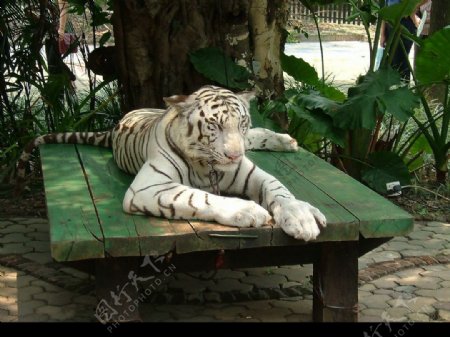 香江动物世界的大白虎图片
