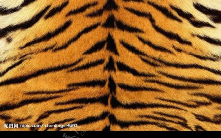 老虎皮毛纹理高清图图片