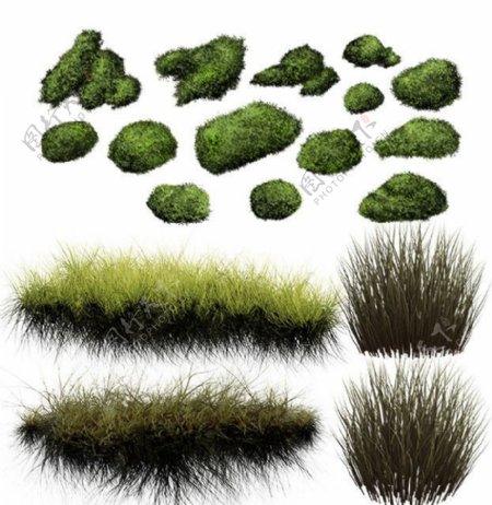 绿草苔藓图片