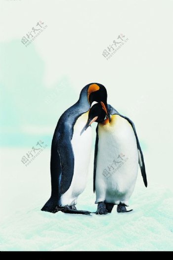 相互依偎的企鹅情侣图片