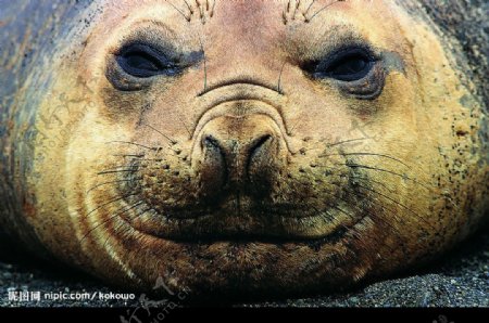 海狮海豹的脸部特写图片