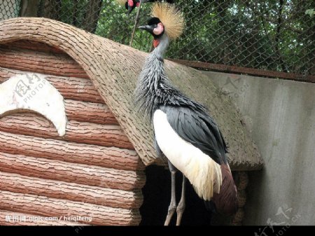 南京红山动物园散养动物图片