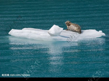 阿拉斯加冰上的斑海豹图片