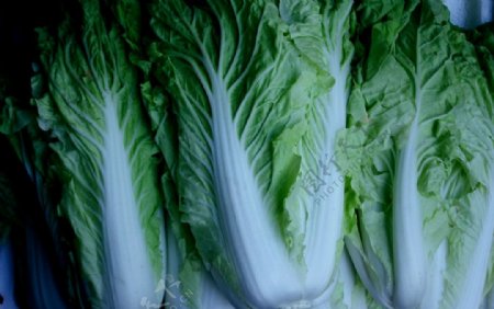 白菜蔬菜卷心菜图片