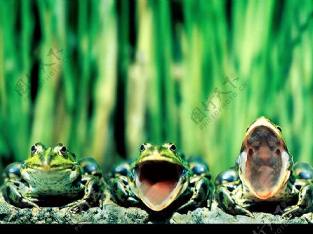 三只在唱歌的青蛙图片