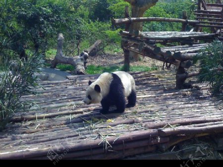 寂寞的熊猫图片