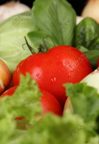 青菜西红柿卷心菜包菜洋葱图片