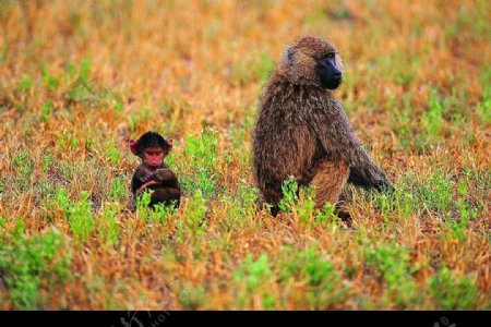 原野上的两只猩猩图片