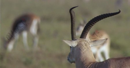 非洲羚的背影图片