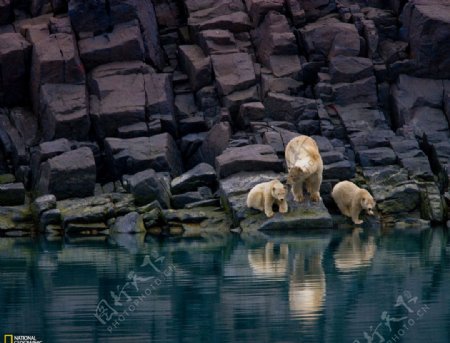 北极熊妈妈和幼崽图片