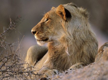 非洲狮图片