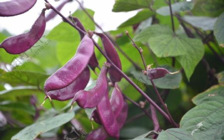 紫扁豆图片