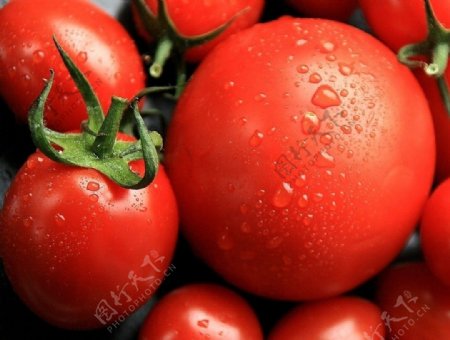 西红柿的特写图片