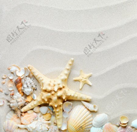 唯美沙滩贝壳图片