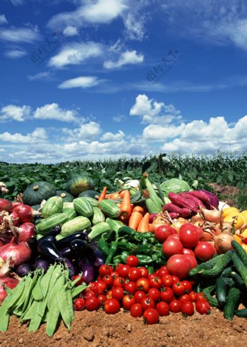 蔬菜系列图片