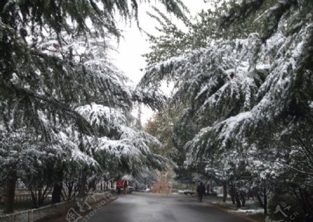 焦作市人民公园雪景图片