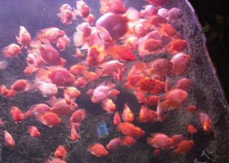 红色的海鱼图片