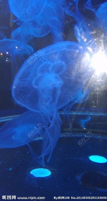 海月水母图片