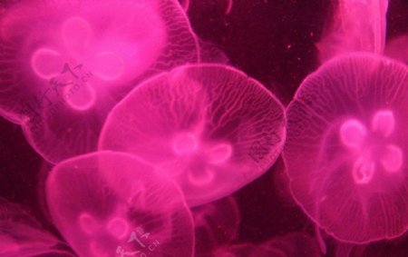 海洋公园水母万花筒图片