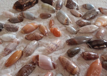 贝壳海螺榧螺多种图片