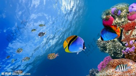 海洋下珊瑚鱼群场景图片