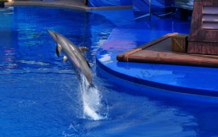 香港海豚图片